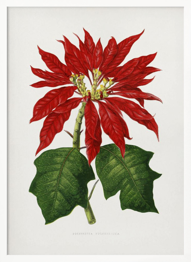 Poster Poinsettia Pulcherrima Leaf Illustration - Affisch white wood poster frame