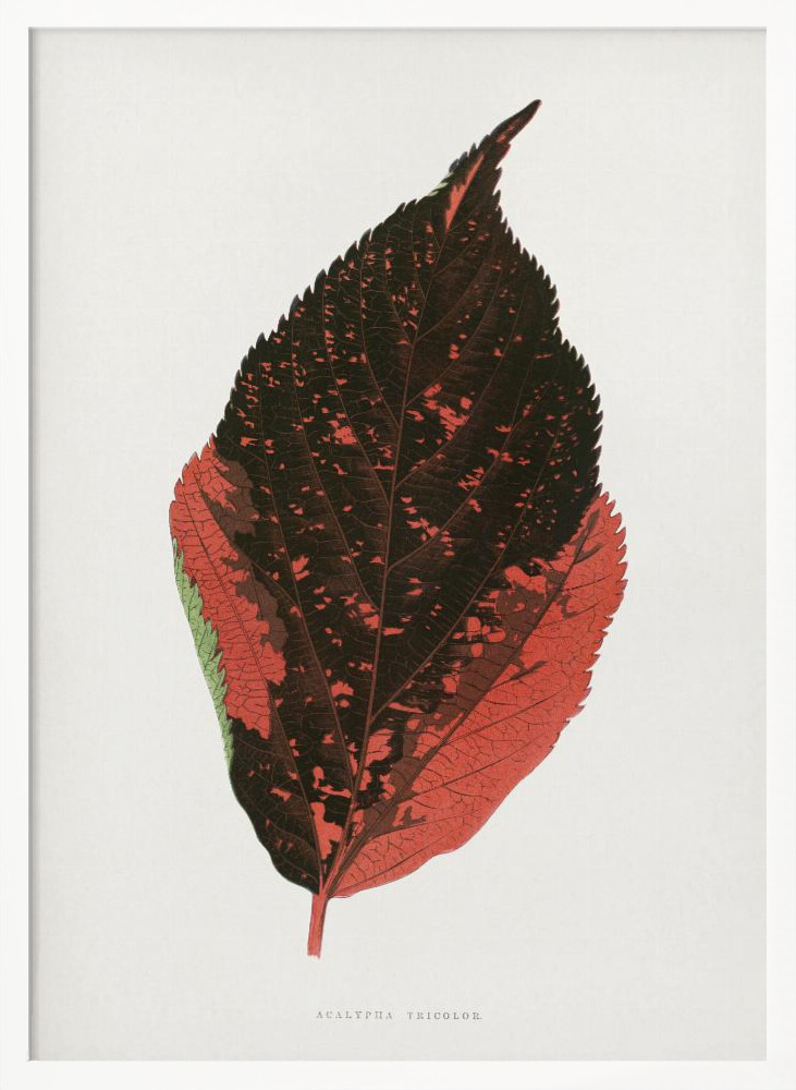Poster - – Acalypha Tricolor Leaf Illustration white wood poster frame