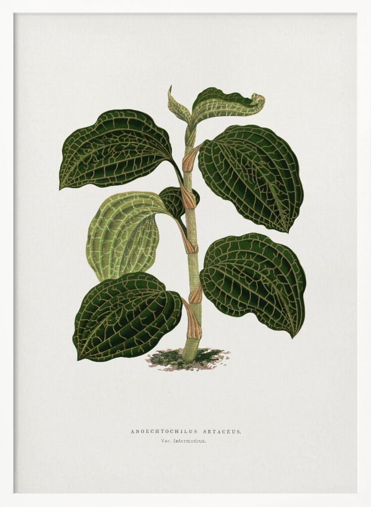 Poster – Green Anoechtochilus Setaceus Leaf Illustration white wood poster frame