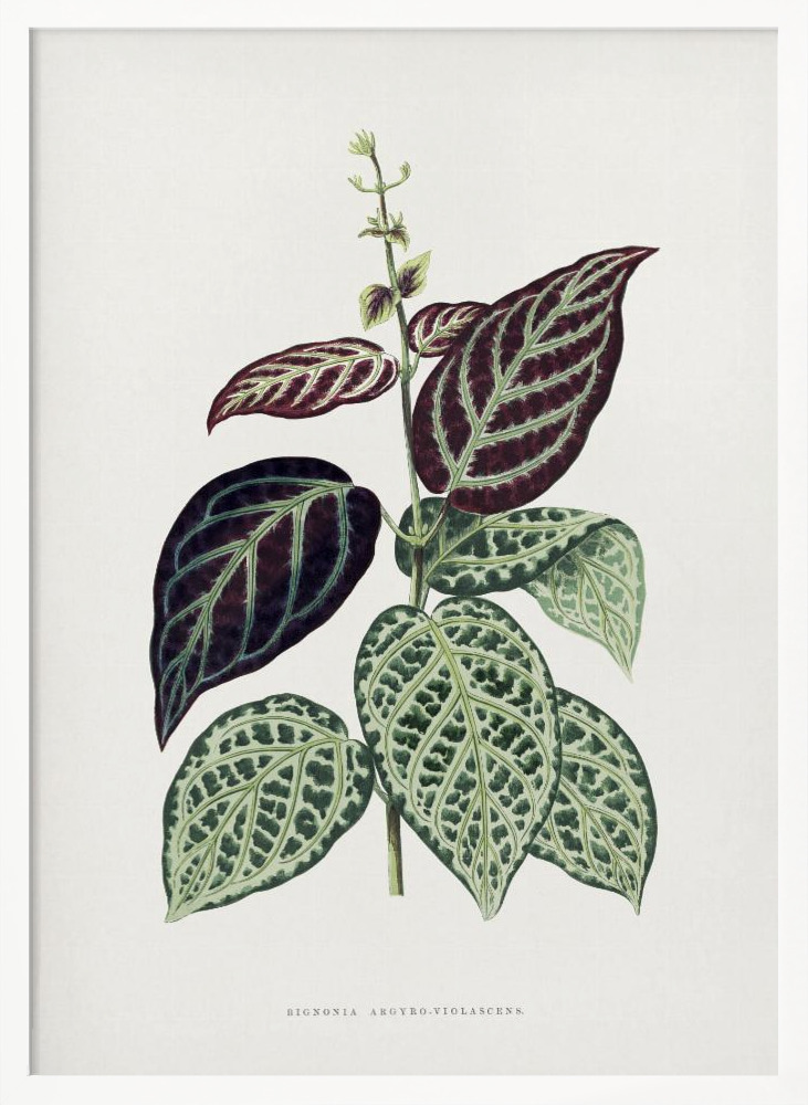 Poster - Green Bignonia Argyro Violascens Leaf Illustration white wood poster frame