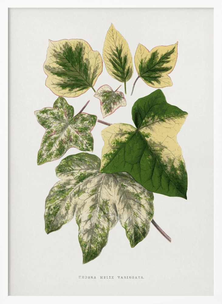 Poster – Green Leaf Illustration white wood poster frame
