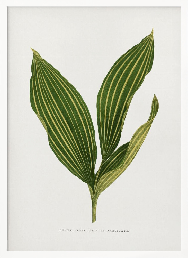 Plakat - Lily of the Valley Leaf Illustration ramka na plakat z białego drewna
