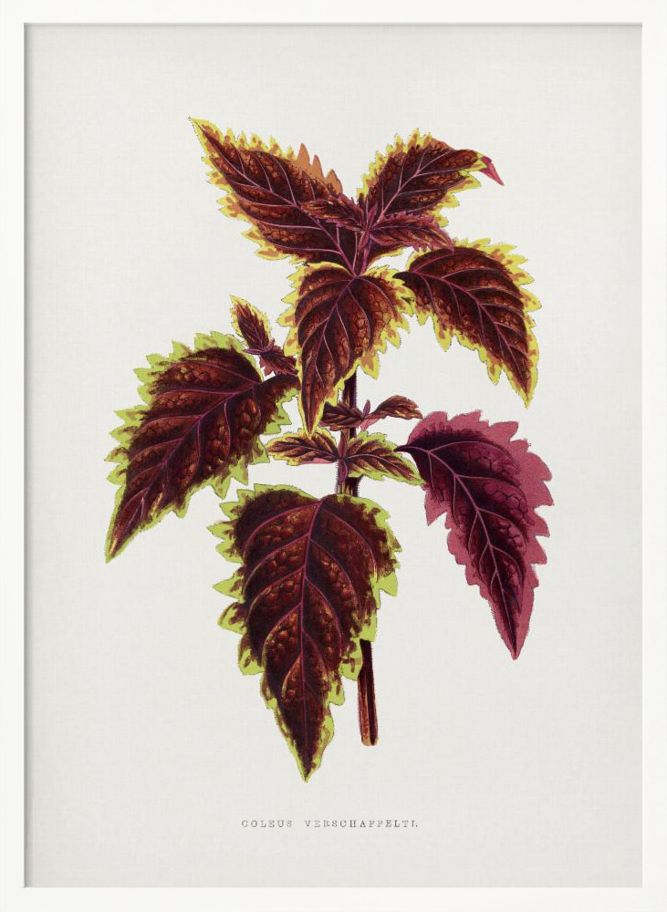 Plakat - Pink Coleus Leaf Illustration ramka na plakat z białego drewna
