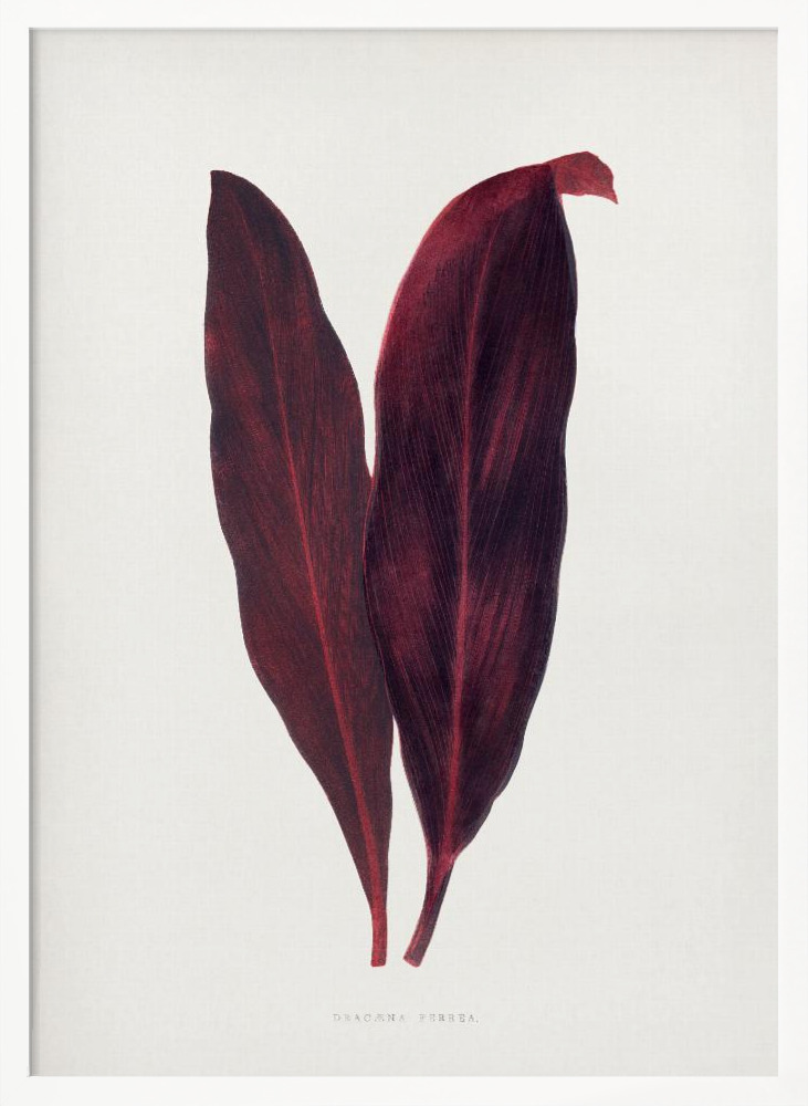 Poster – Pink Dracaena Ferrea Leaf Illustration white wood poster frame