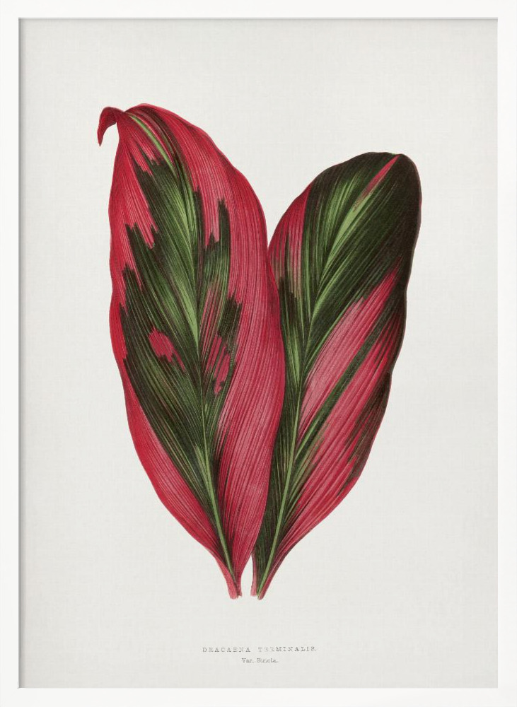 Poster - Pink Dracaena Terminalis Leaf Illustration white wood poster frame