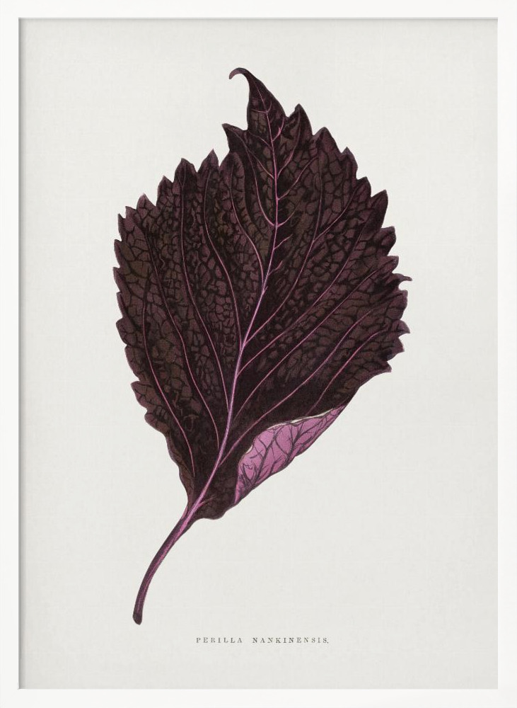 Poster - Pink Perilla Nankinensis Leaf Illustration white wood poster frame