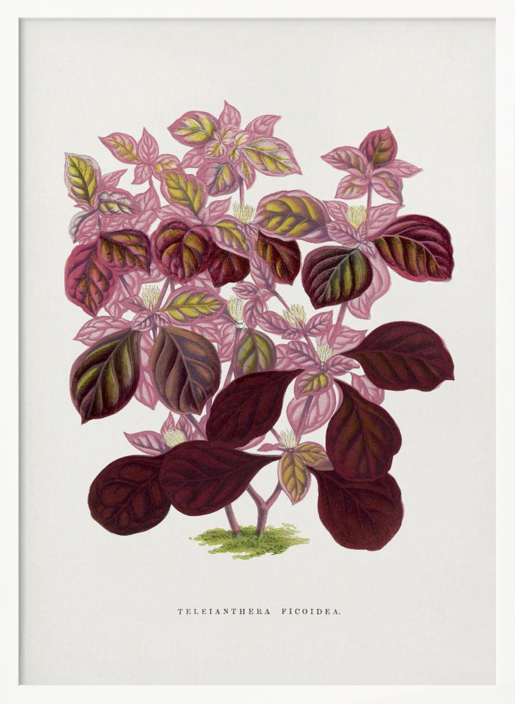 Poster - Pink Teleianthera Ficoidea Leaf Illustration white wood poster frame