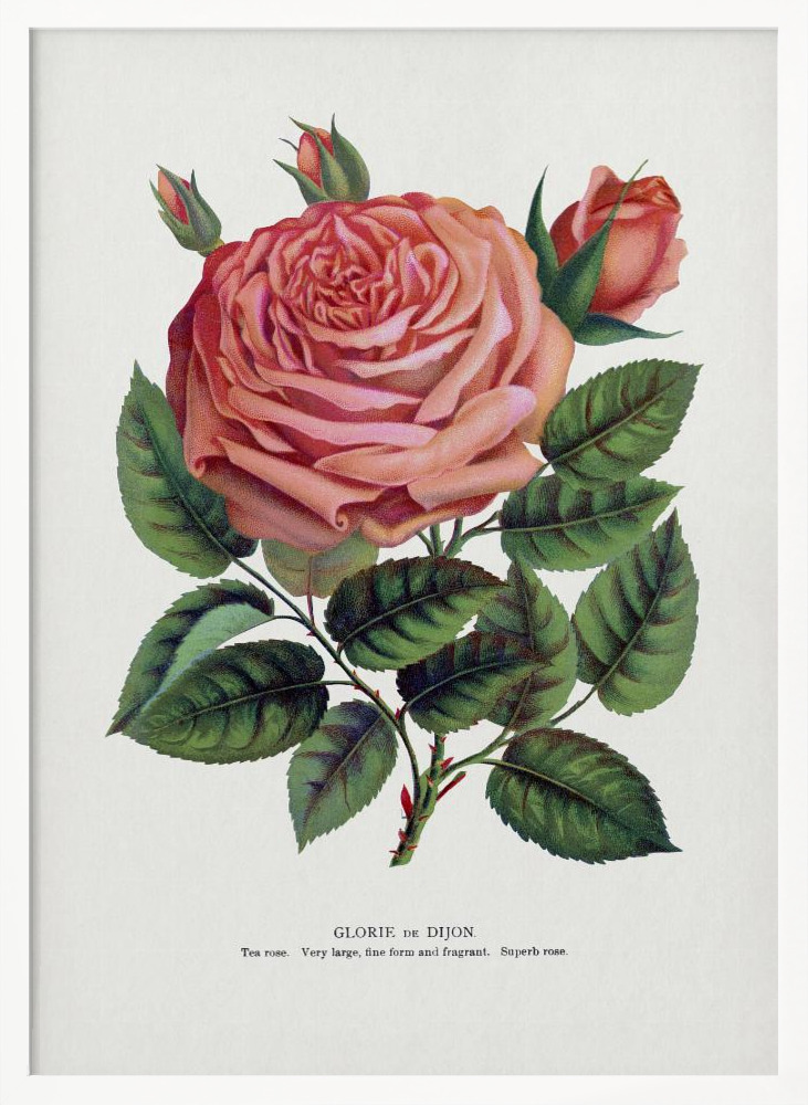 Poster - Pink Rose, Glorie De Dijon Lithograph white wood poster frame
