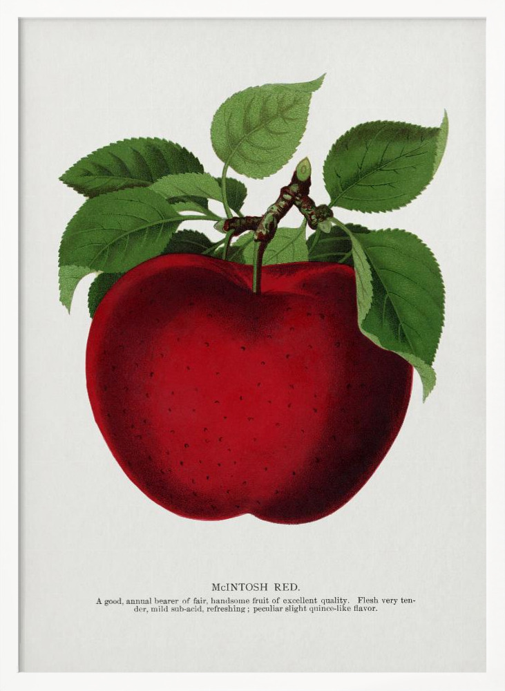 Poster - Mcintosh Red Apple Lithograph white wood poster frame