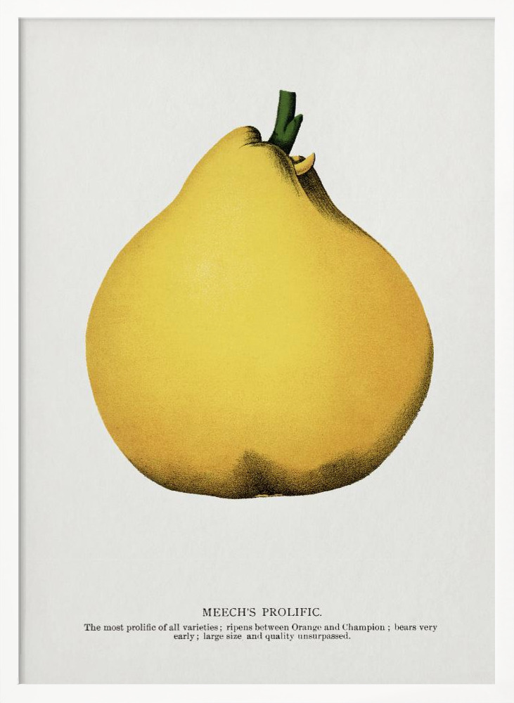 Poster - Meech's Prolific Pear Lithograph posterframe wit hout