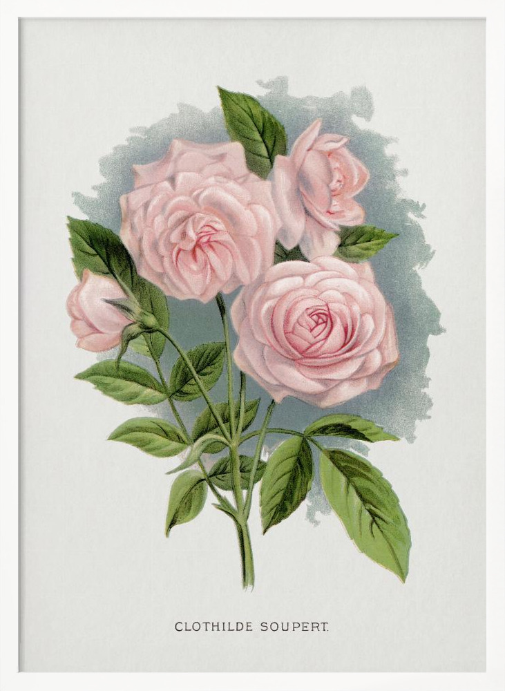 Poster - Pink Rose, Clothilde Soupert Lithograph white wood poster frame