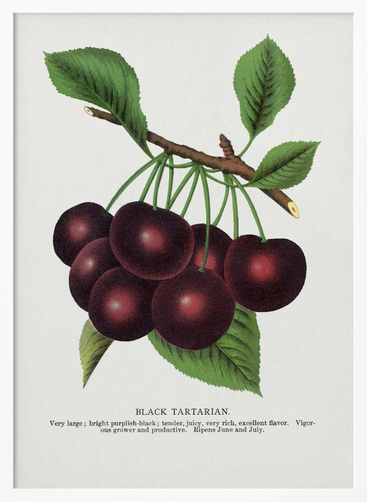 Poster - Black Tartarian Cherry Lithograph white wood poster frame