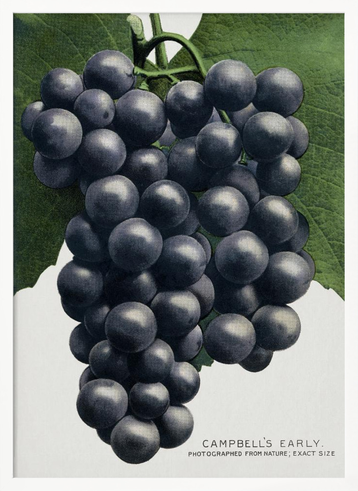 Poster - Campbell's Early Grape Lithograph white wood poster frame