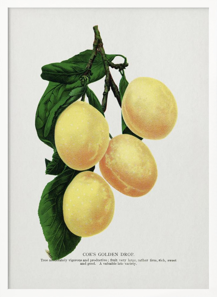 Poster - Coe's Golden Drop Plum Lithograph white wood poster frame