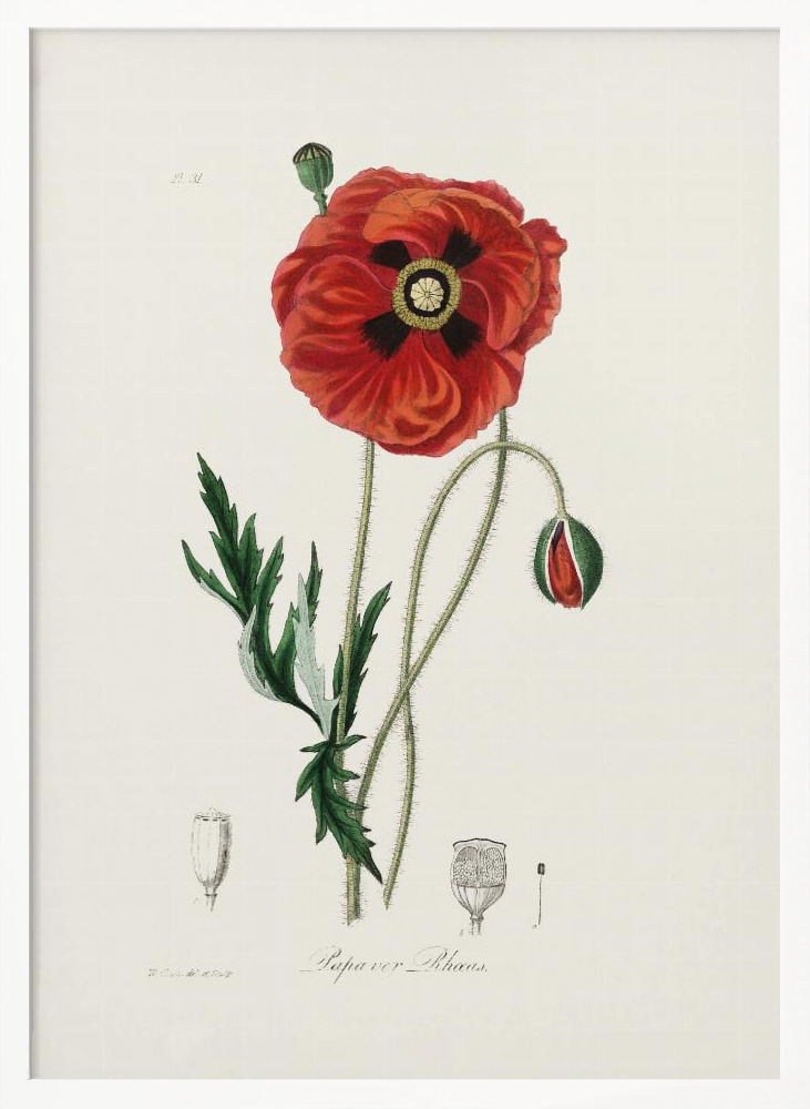 Poster - Common Poppy (papaver Rhoeas) Medical Botany white wood poster frame
