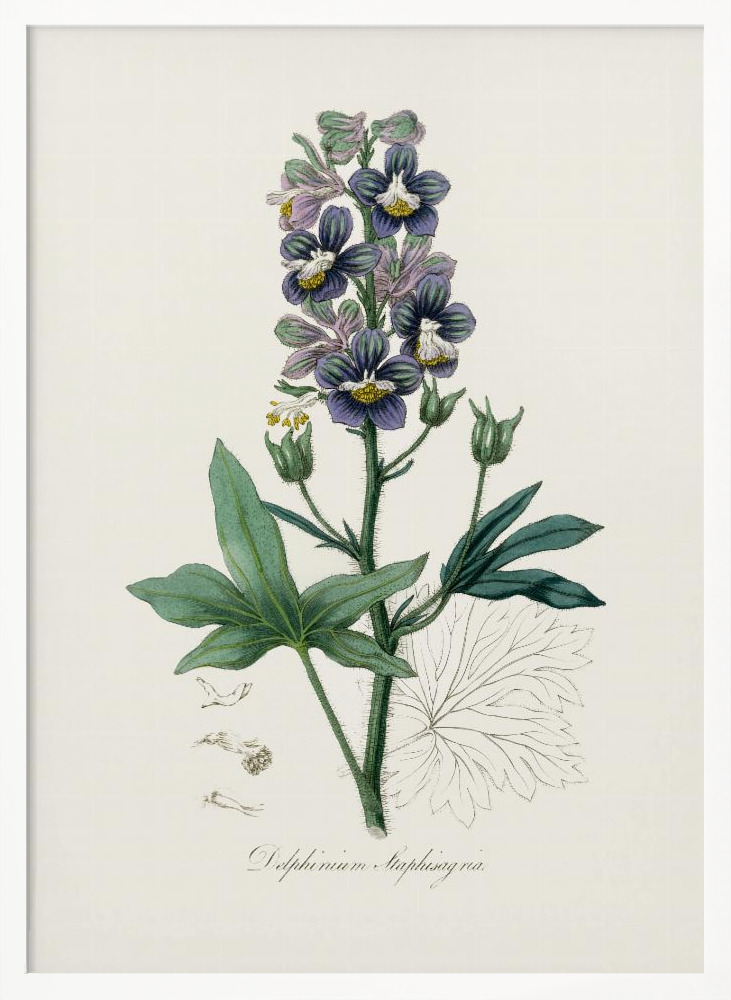 Poster - Delphinum Staphisagria Medical Botany white wood poster frame