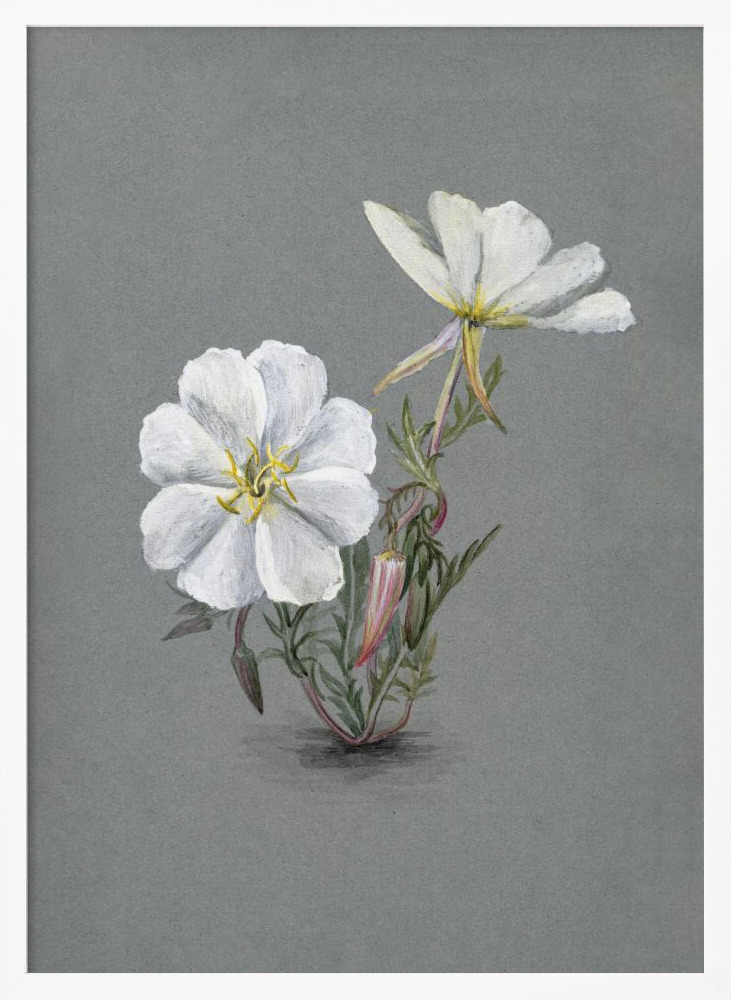 Poster - Giant Helleborine (1880) white wood poster frame