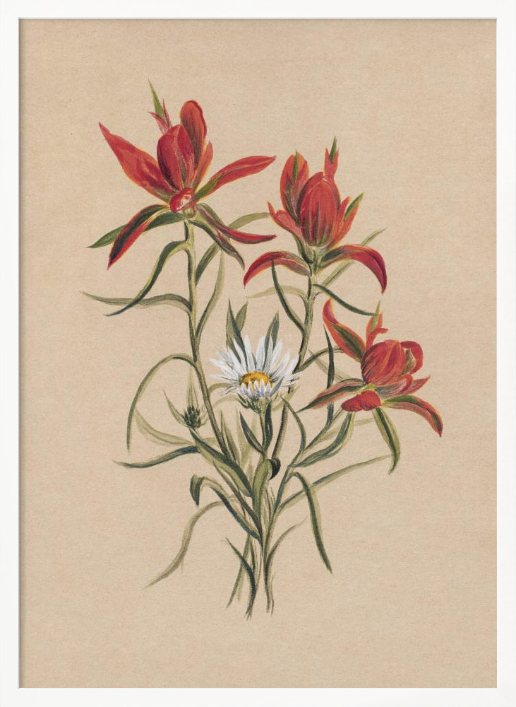 Poster - Indian Paintbrush (1883) white wood poster frame