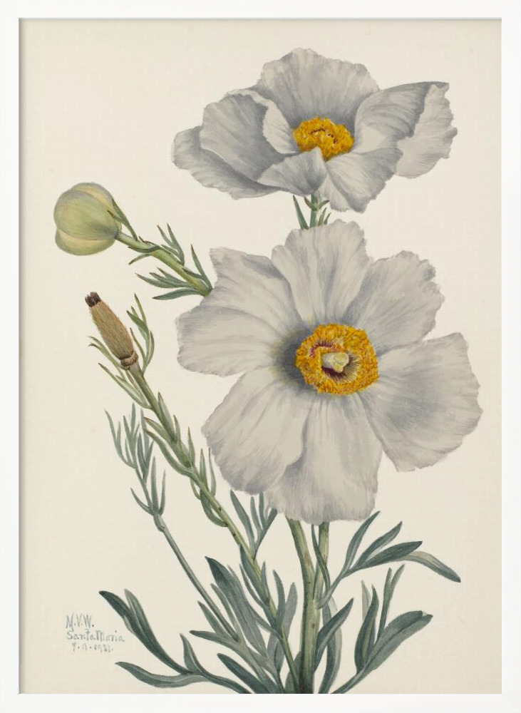 Poster - Matilija Poppy white wood poster frame