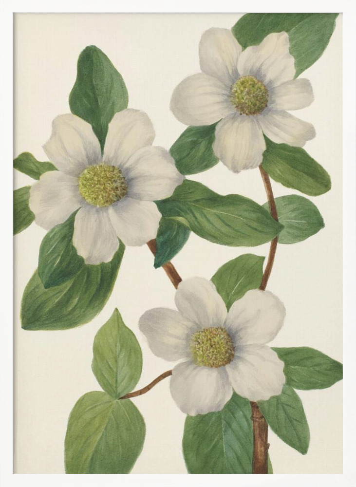 Poster - Pacific Dogwood white wood poster frame