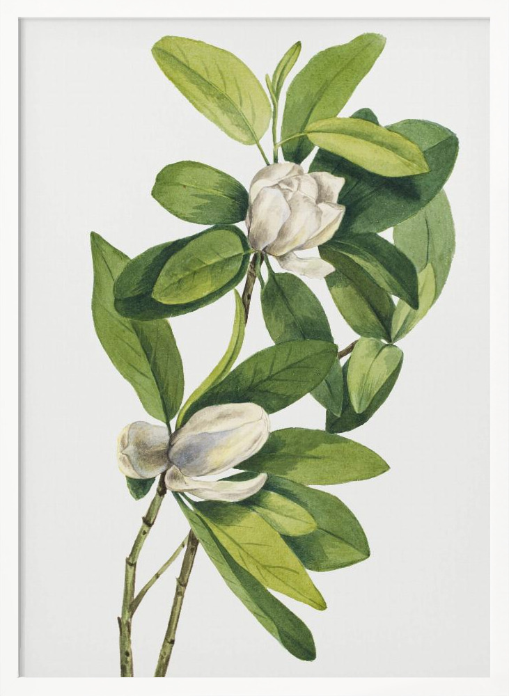 Poster - Swamp Magnolia (1918) posterframe wit hout
