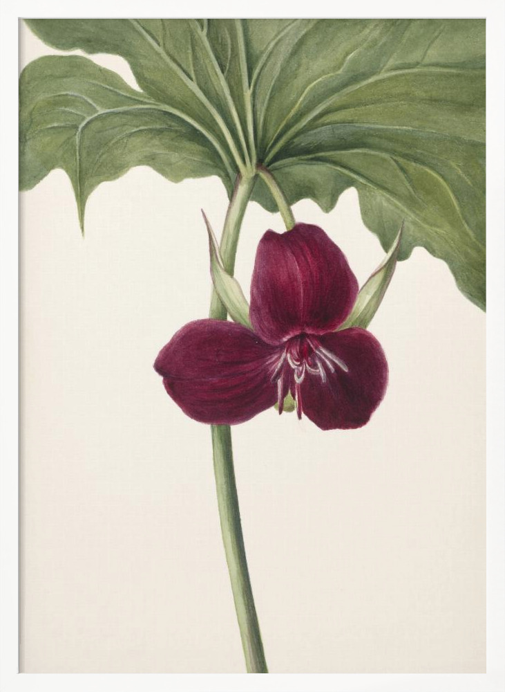 Poster - Sweet Trillium white wood poster frame