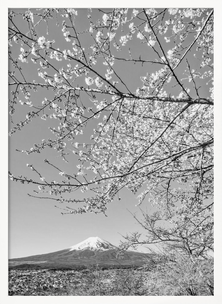 Poster - Charming view of Mount Fuji with cherry blossoms - monochrome white wood poster frame