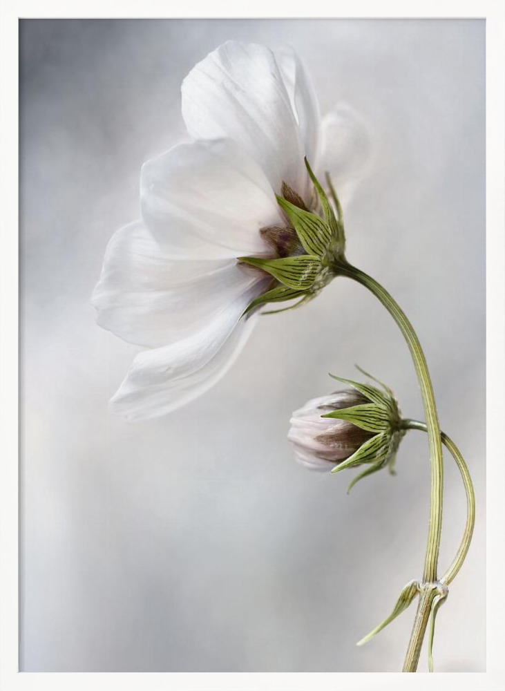 Affiche - Heavenly Cosmos cadre de poster en bois blanc