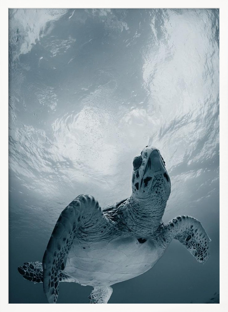 Poster - Elegy posterrahmen aus weißem Holz