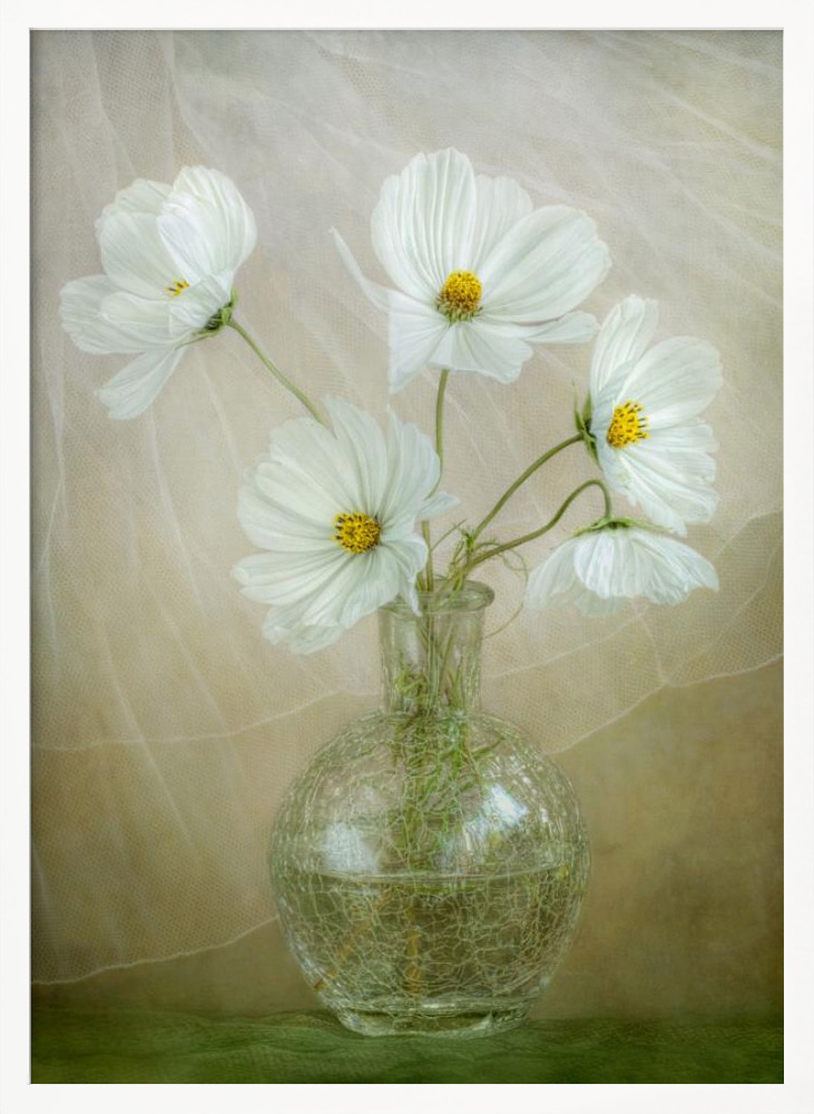 Poster - Cosmos breeze white wood poster frame
