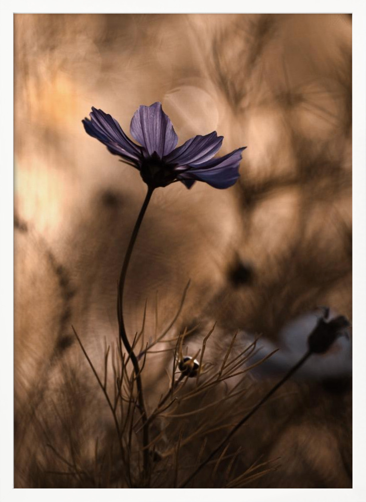 Poster - The Dancing Queen white wood poster frame