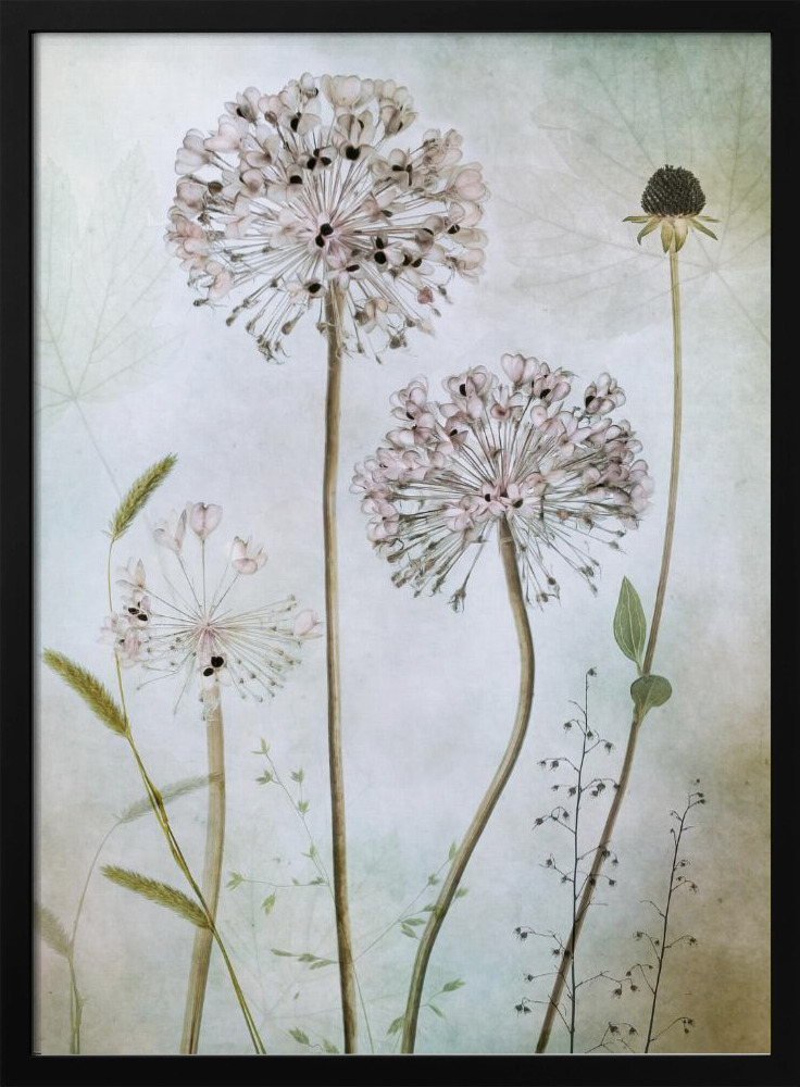 Poster - Allium dark wood poster frame