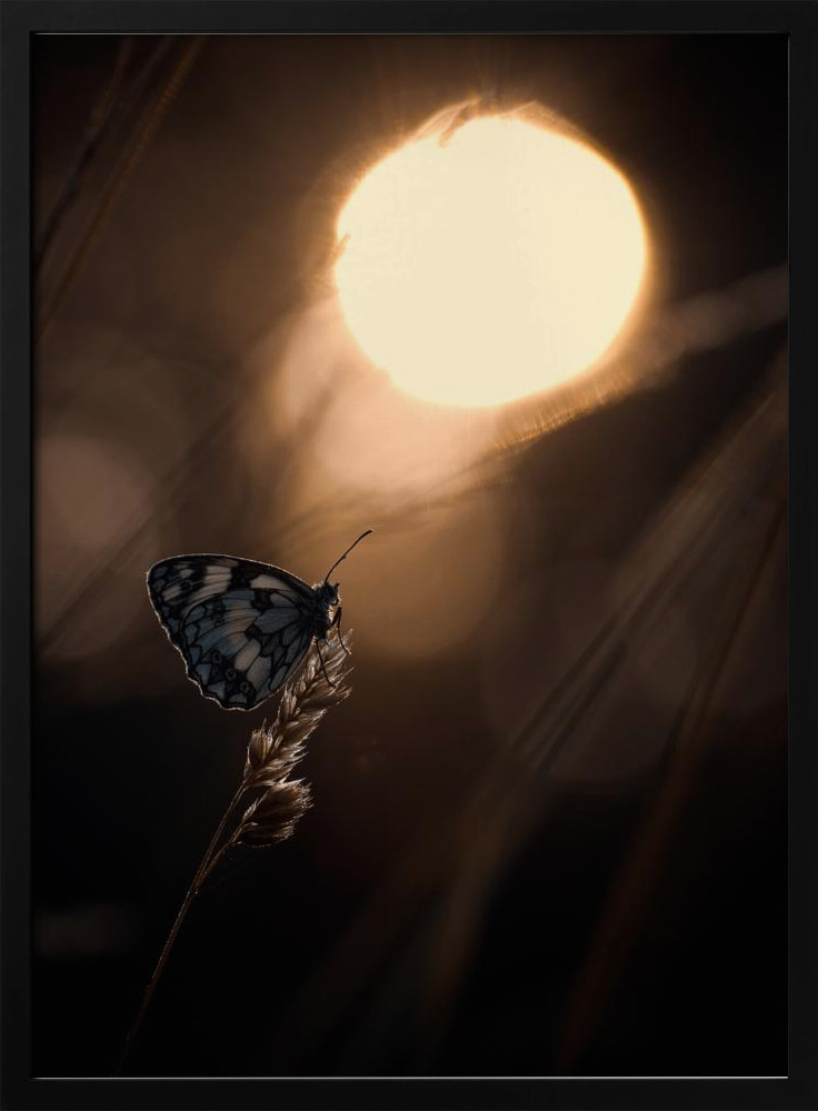 Poster - Communion avec les astres dark wood poster frame
