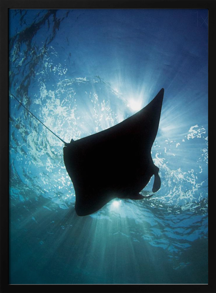 Poster - Manta Silhouette posterframe van donker hout
