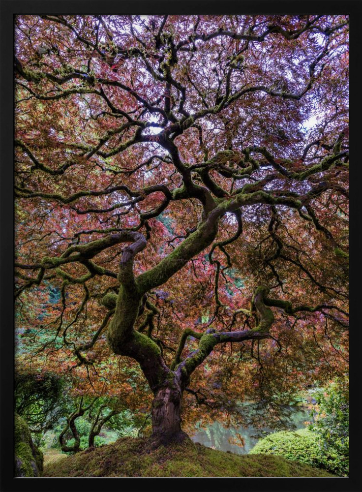 Poster - Japanese Maple Tree dark wood poster frame