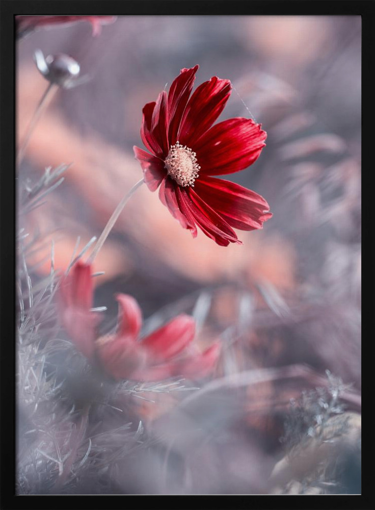 Poster - Carmen II dark wood poster frame