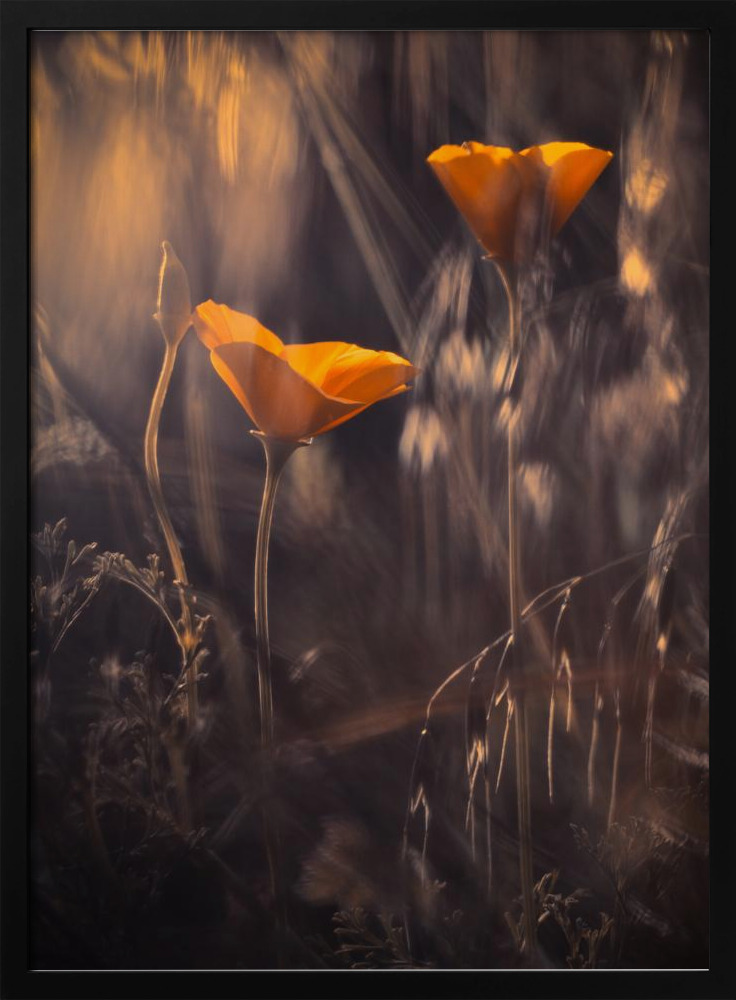 Affiche - From The Enchanted Secret Garden cadre de poster en bois foncé