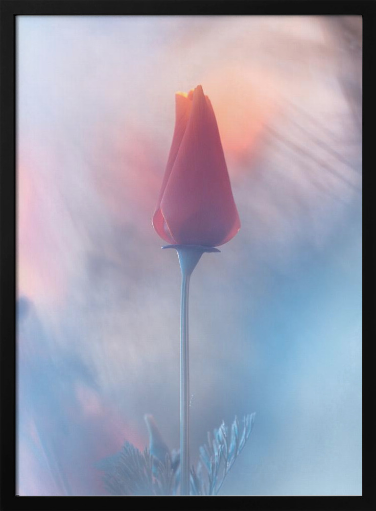 Poster - Douceur & Volupté dark wood poster frame