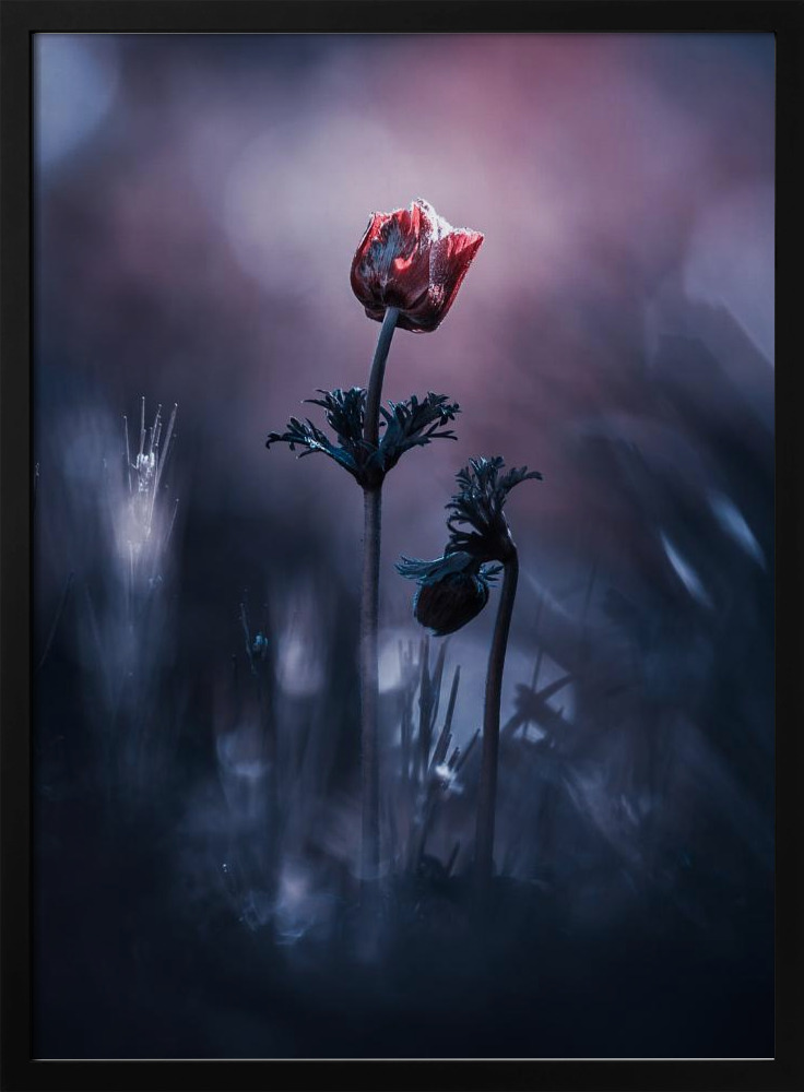 Poster - Early Girl dark wood poster frame