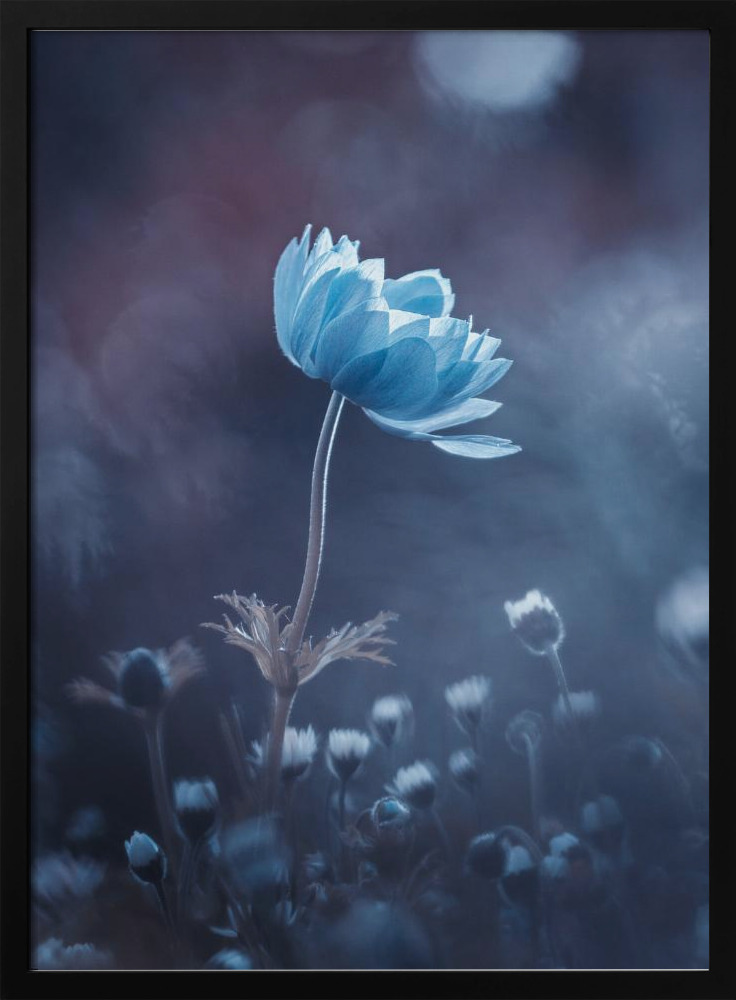 Poster - A short story of flower dark wood poster frame