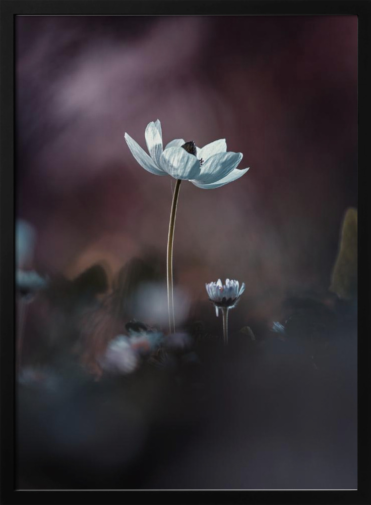 Poster - Elles, mes fleurs, émoi dark wood poster frame