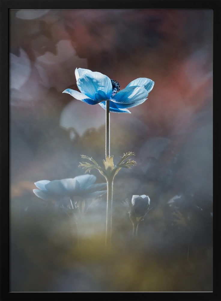 Poster - Blossom like a flower dark wood poster frame