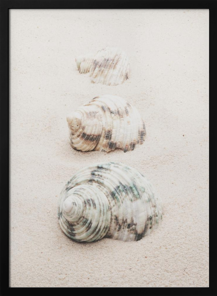 Poster - Shells dark wood poster frame