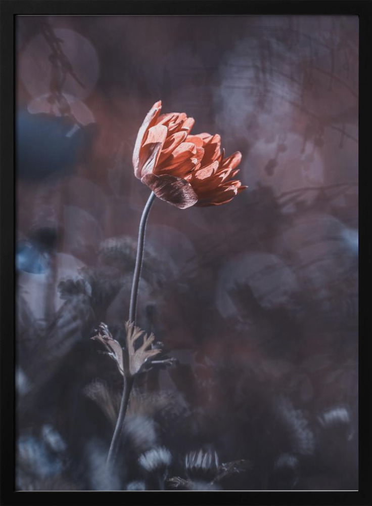 Poster - Elegance dark wood poster frame
