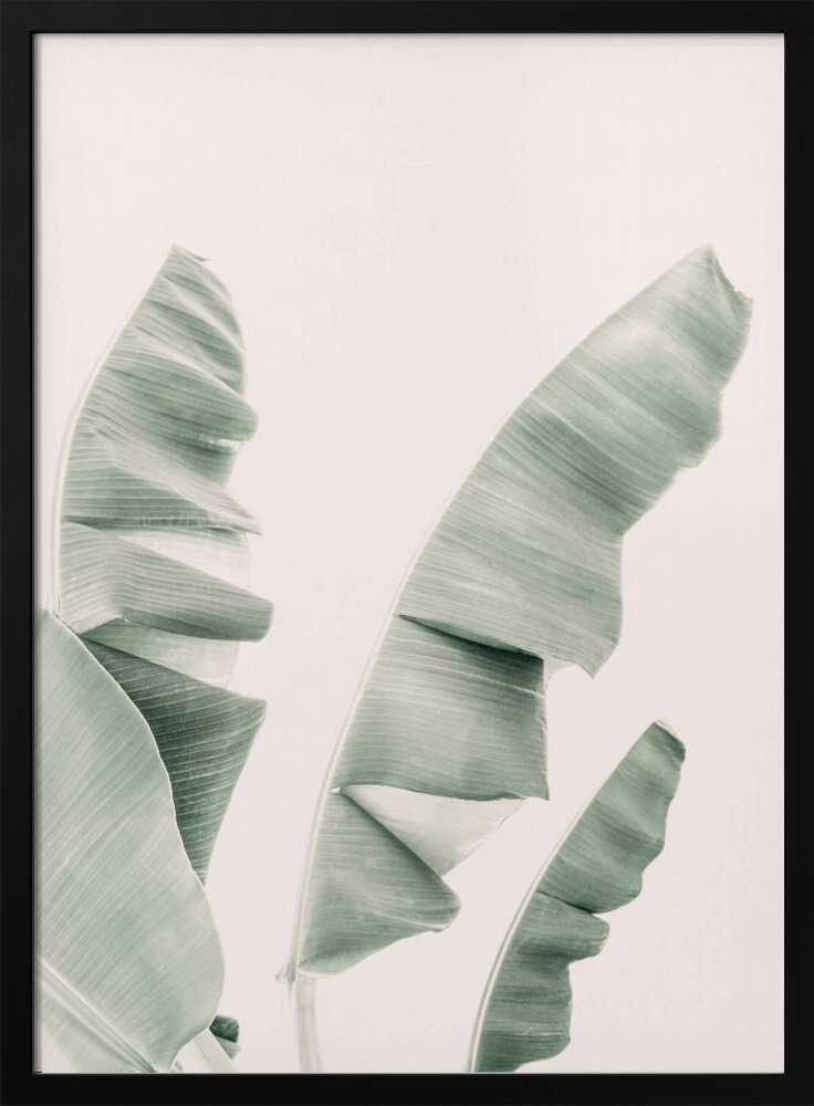 Poster - Blush Banana Leaves dark wood poster frame