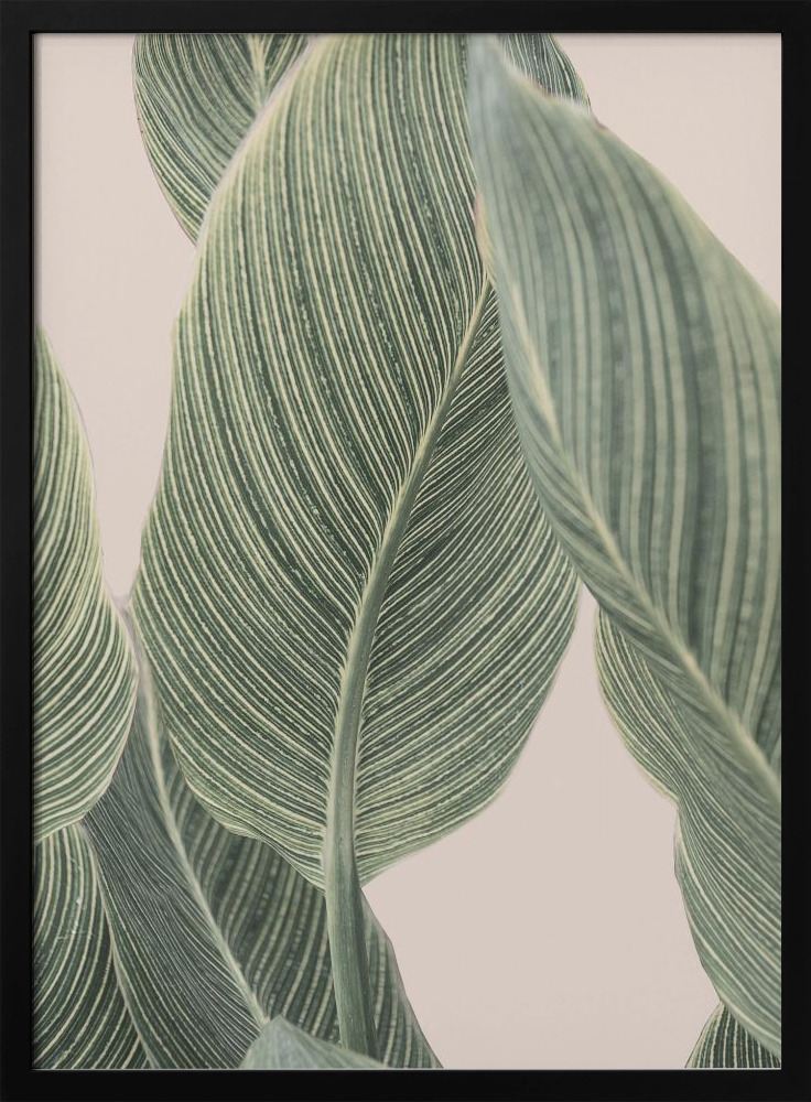 Juliste - Calla Leaf tumma puu julisteen kehys