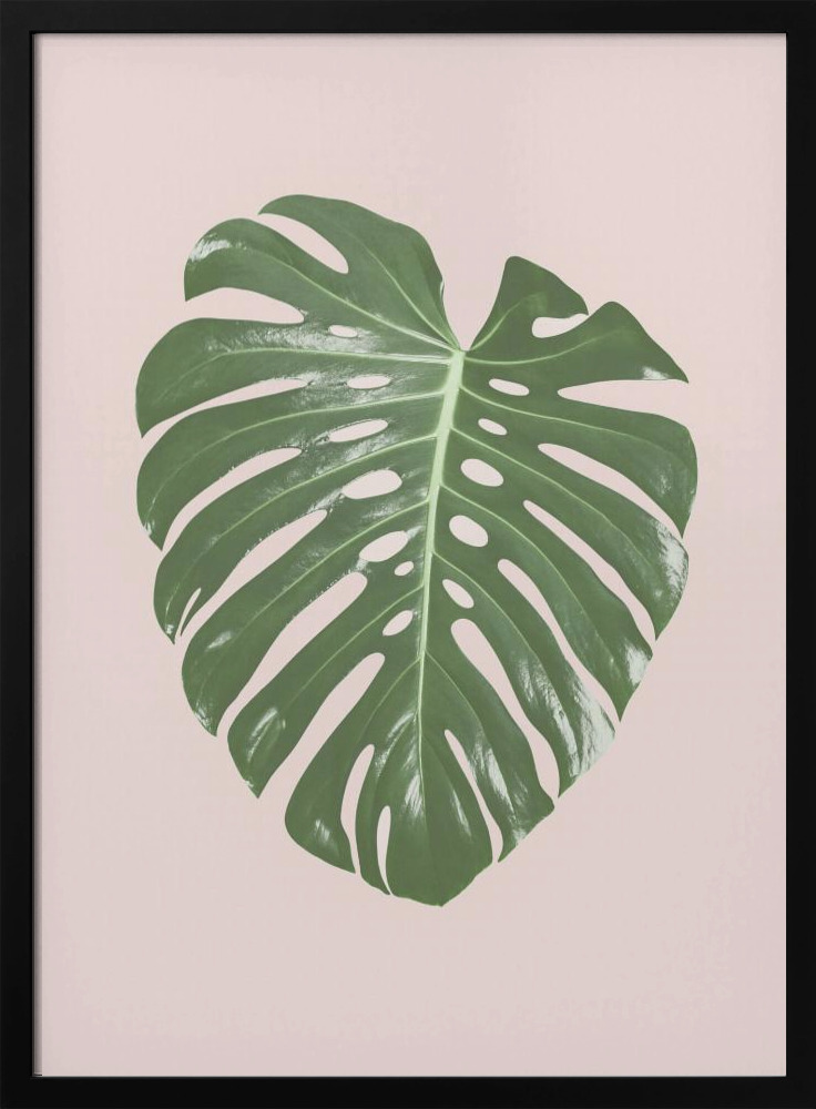 Plakat - Monstera Leaf Blush ramka na plakat z ciemnego drewna