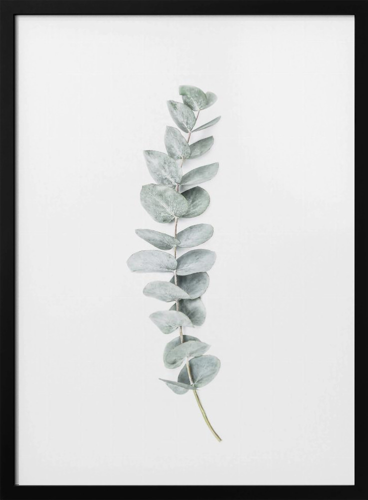 Juliste - Eucalyptus II tumma puu julisteen kehys
