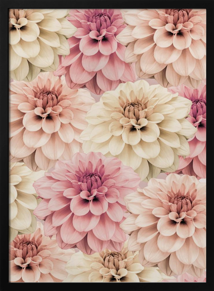 Affiche - Dahlia cadre de poster en bois foncé