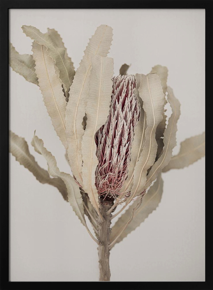 Poster - Banksia dark wood poster frame